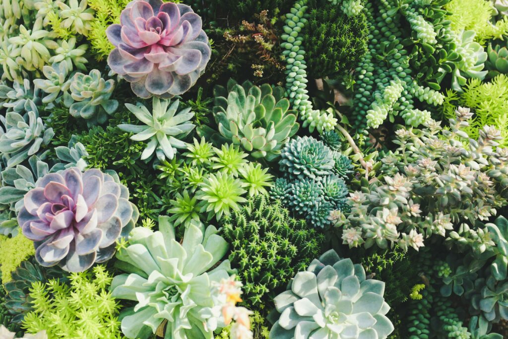 Can I Grow Succulents In A Vertical Garden?