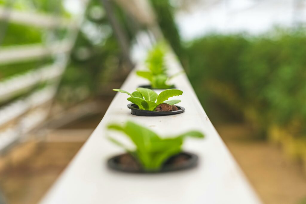 What Is Hydroponic Vertical Gardening?